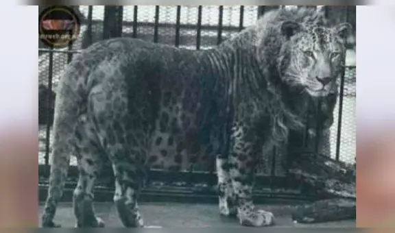 Leopardo y leona tuvieron cría y es considerado el felino más increíble del mundo [VIDEO]