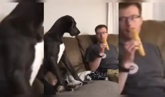 Perro ve a su dueño comiendo y tiene curiosa conducta para ‘pedirle’ que le invite un poco [VIDEO]