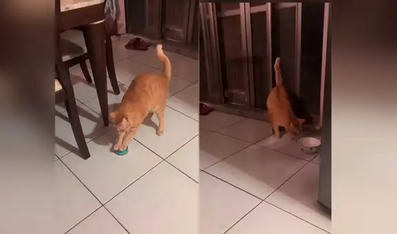 Gato sorprende a su dueña llevándole una lata de atún al demorarse en servirle la comida [VIDEO]