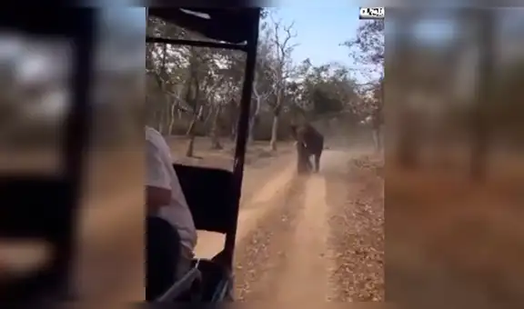 YouTube viral: elefante enojado intenta matar a turistas que invadieron su territorio [VIDEO]