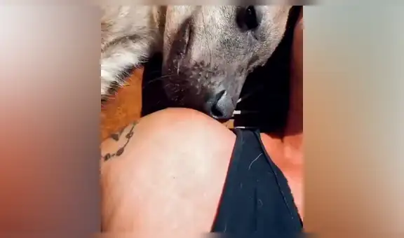 Joven se reencuentra con hiena que cuidó desde bebé y depredador tiene insólita reacción [VIDEO]