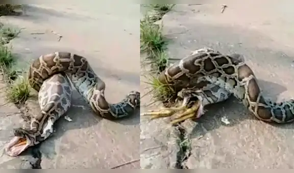 Granjero capta a enorme serpiente regurgitando a una de las aves de se corral [VIDEO]