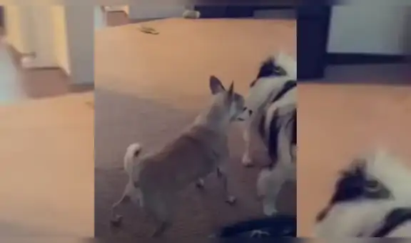 Perro escucha pegajoso tema de Hip Hop y protagoniza divertido ‘baile’ [VIDEO]