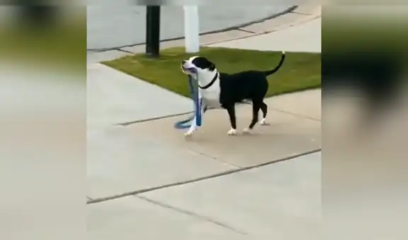 Perro no soporta estar encerrado en casa y va a dar un paseo en la calle sin su dueño [VIDEO] 