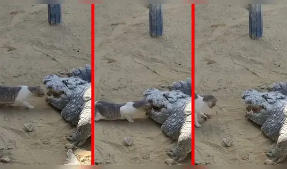 Gatito osado se mete en las fauces de un cocodrilo para sacar un pedazo de carne