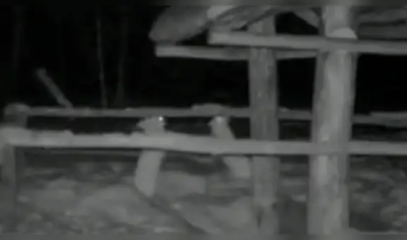 Dos liebres protagonizan ‘intensa batalla’ y un peculiar estilo llama la atención [VIDEO]