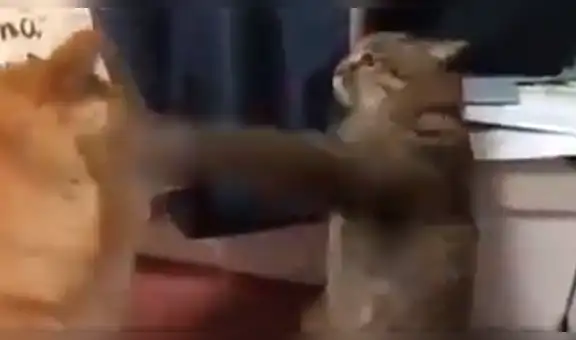 Gato finge ser estatua para golpear al nuevo perro que adoptó su familia [VIDEO]