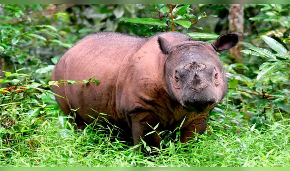 Muere Iman, la última rinoceronte de Sumatra y se confirma su extinción en Malasia