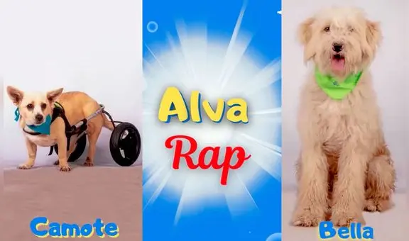 ¡Adóptalos ya! Albergue de perritos lanza rap Pokémon para encontrarles hogar a 150 animalitos