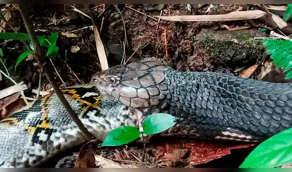 YouTube viral: pitón y culebra tienen un brutal enfrentamiento que remeció a las redes