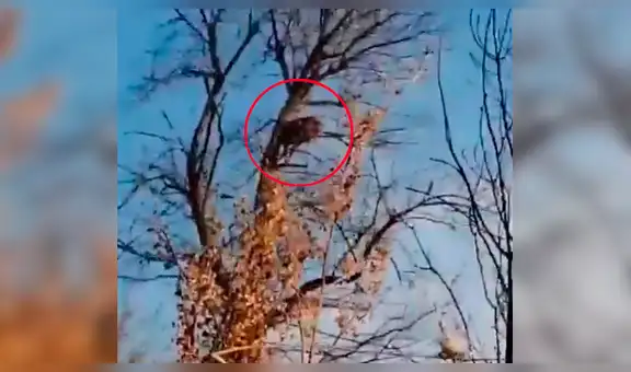 Leopardo es asustado por un perro y huye despavorido a lo alto de árbol [VIDEO]