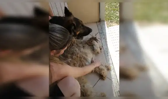 Perro cree que su ‘mejor amigo’ había muerto y llora sin consuelo a su costado [VIDEO]