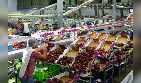 Exportaciones de uva de mesa crecerían 16% en campaña 2020-2021