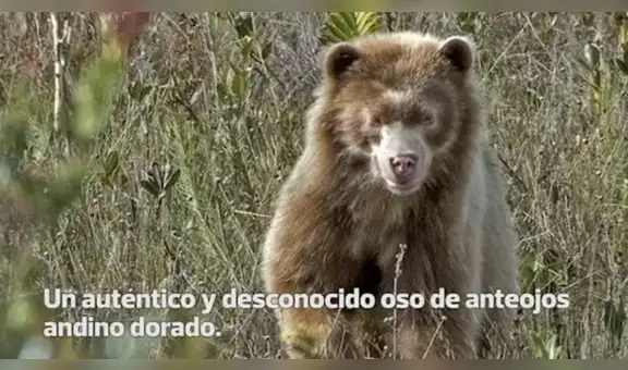 Histórico: Encuentran a un oso de anteojos andino dorado en el Amazonas