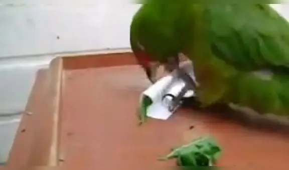 Facebook: Loro "fuma" marihuana y miles de internautas se indignan con el video