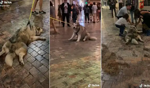Perrito engreído hace su ‘show’ en la calle porque su dueño no lo lleva a comer helado