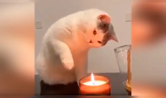 Travieso gato intenta apagar una vela encendida y sorprende con su habilidad [VIDEO] 