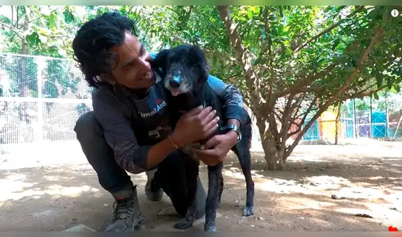 Rescatan a perro callejero que fue abandonado con terribles heridas y ahora luce distinto [VIDEO]