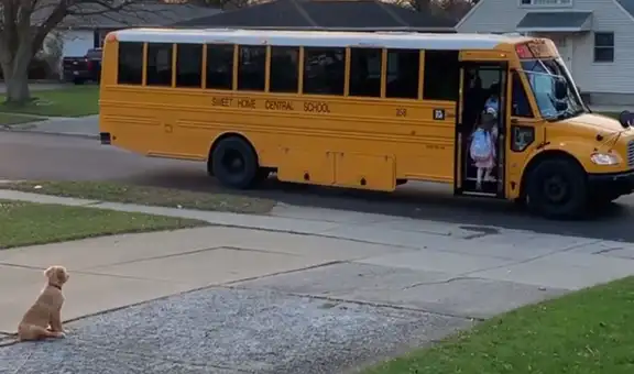 Perro acompaña a dos niñas al autobús escolar y las espera a que suban 