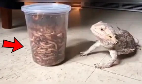 Hambrienta lagartija se topa con frasco repleto de gusanos y tiene inusual reacción [VIDEO]