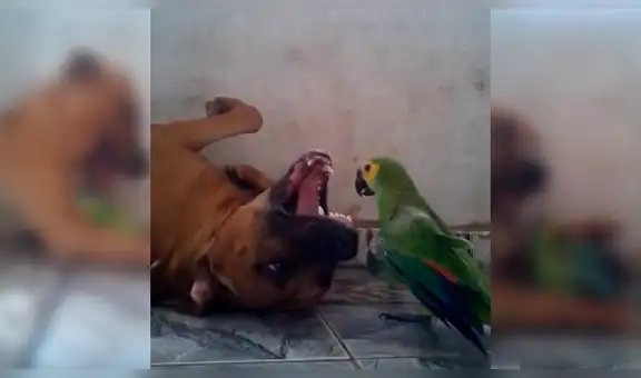 Mujer regresa a casa y encuentra a su perro y su loro en peculiar escena [VIDEO]