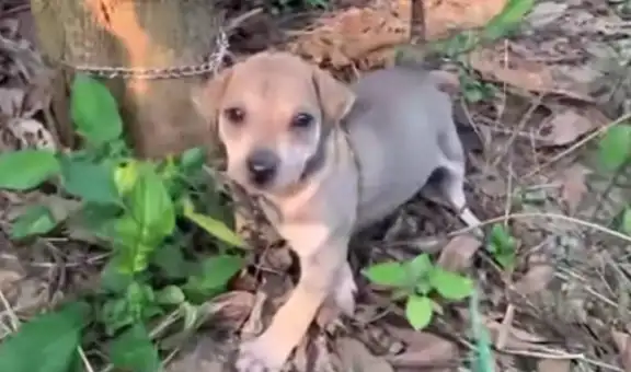 Hombre rescata a perro que fue abandonado y encadenado a un árbol en un terreno vacío [VIDEO]
