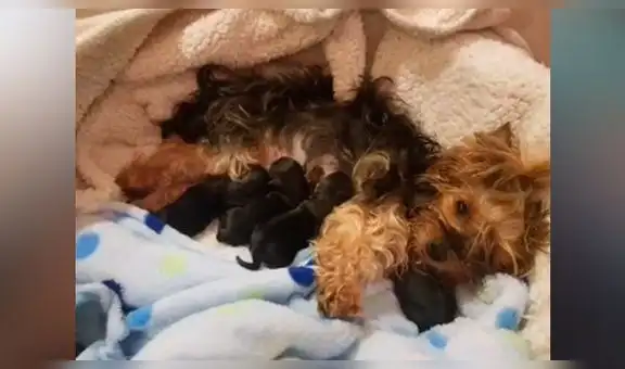 Perros yorkie y pinscher tienen pequeñas crías y divertido aspecto asombra en las redes [VIDEO]