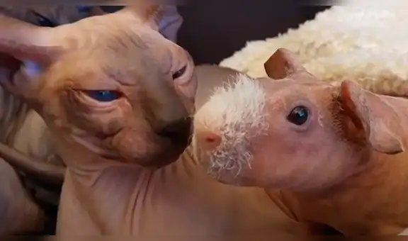 Gatos egipcios adoptan a un cuy sin pelo y este se siente como uno de ellos [VIDEO]