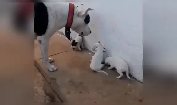 Perro ‘regaña’ a sus cachorros por sus travesuras y estos tienen conmovedora reacción [VIDEO] 