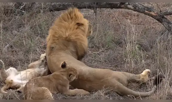 Turista detiene su recorrido por safari para grabar a manada de leones, sin imaginar lo que captaría [VIDEO]