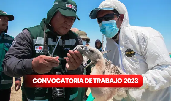 ¿Egresado o titulado? Serfor ofrece convocatoria de trabajo con sueldos de hasta 6.000 soles