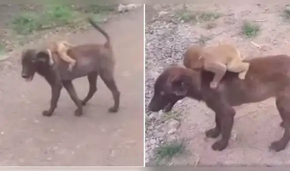 Perro encuentra a mono bebé malherido, lo rescata y lleva a sus dueños para que lo curen [VIDEO]