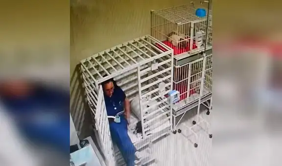 Revisan cámaras de seguridad y descubren el tierno gesto de una veterinaria con unos perros [VIDEO] 