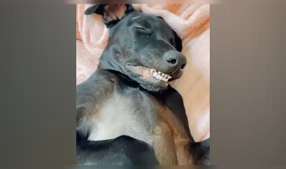 Joven entra a su habitación y descubre a su perro travieso durmiendo con una divertida mueca [VIDEO]