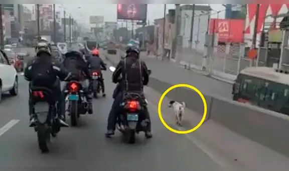 Motociclistas detienen tráfico para salvar a un perrito en la Panamericana Norte [VIDEO]