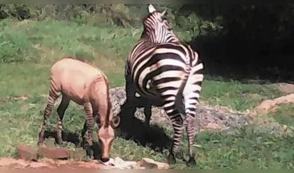 Híbrido que nació luego de que burro y cebra se aparearan sorprende con insólito aspecto [VIDEO]
