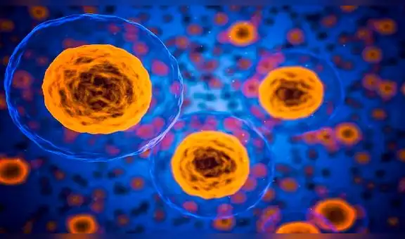 Investigadores desarrollan modelo de embrión humano a partir de células madre