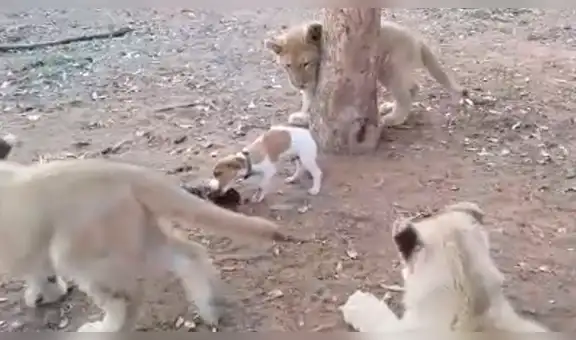 YouTube viral: filman a perro defendiendo su comida de tres pequeños leones [VIDEO]