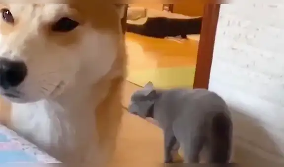 Gato trata de escapar de su ‘hermano mayor’ y protagoniza divertida escena [VIDEO]