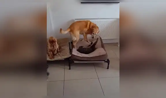 Perro intenta recuperar su cama que le fue arrebatada por un travieso gato [VIDEO] 