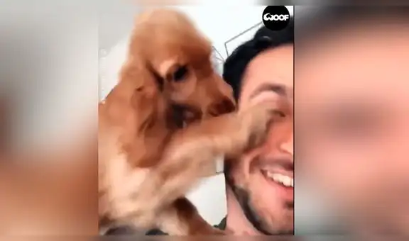 Perro descubre que su dueño lo está filmando y tiene curiosa reacción para que deje de hacerlo [VIDEO]