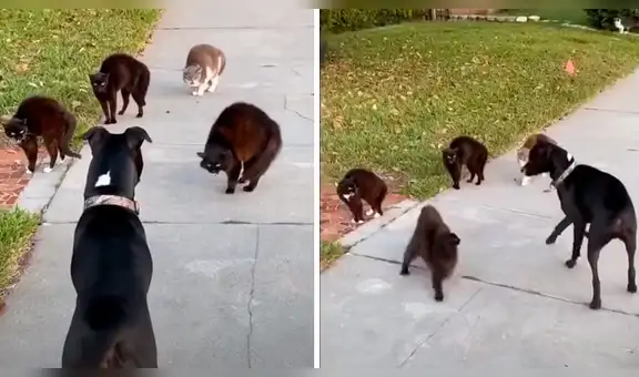 Travieso pitbull se topa con feroces gatos en plena calle y sucede lo inesperado [VIDEO]