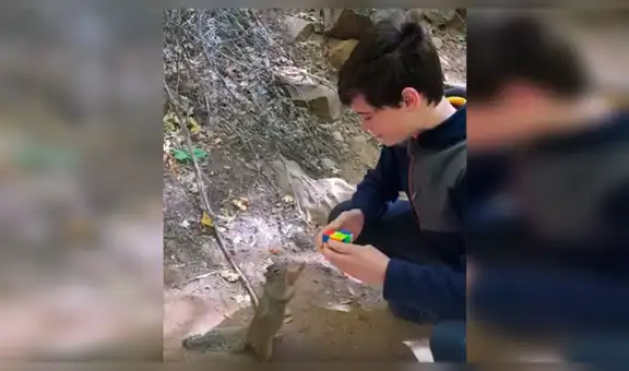 Joven arma un cubo de rubik en segundos frente a una ardilla y esta trata de imitarlo [VIDEO]   
