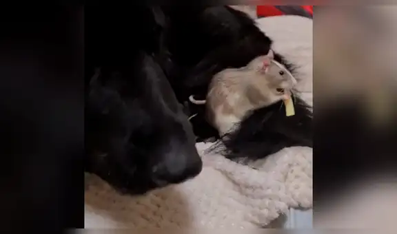 Perro y rata se hacen mejores amigos y sorprender con tierna escena al estar juntos [VIDEO]