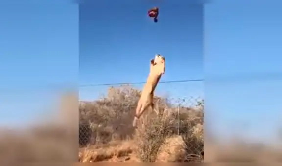 Arrojan enorme trozo de carne a caracal y felino lo atrapa de forma increíble [VIDEO]