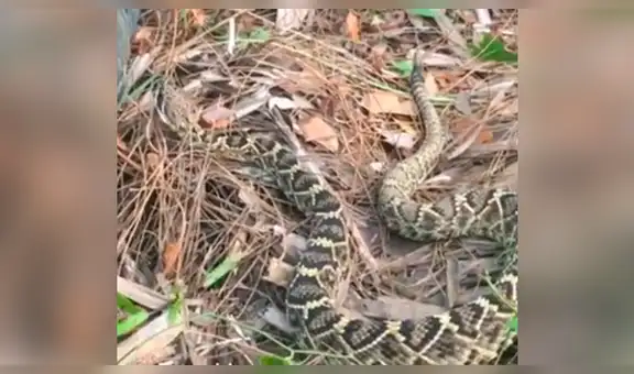 Facebook viral: enorme serpiente no permite que hombre escape y sucede lo inesperado [VIDEO]