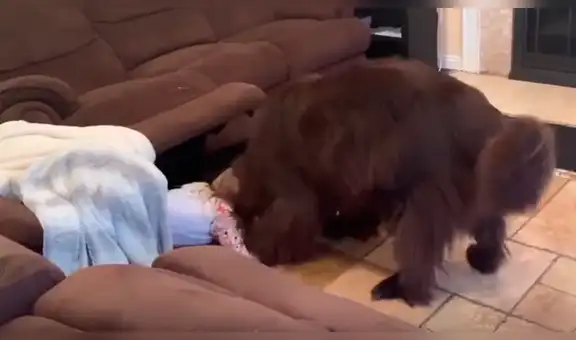 Perro sorprende con su astucia al jugar a la escondida con su dueña [VIDEO]