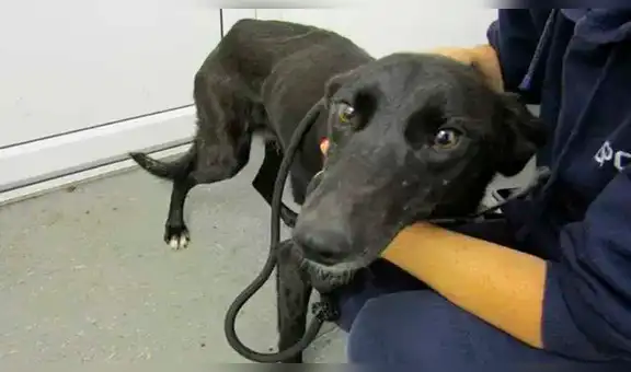 Mascota abandonada alimentaba a sus cachorros a pesar de tener una cadena en el cuello 