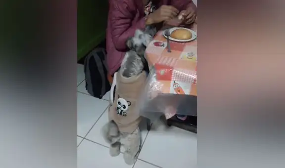 Perrita ve a su dueña comiendo pan y hace de todo para llamar su atención y que le invite [VIDEO] 