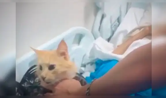 Nietos esconden a travieso gato en bolso para que vea por última vez a su abuelo antes de morir [VIDEO] 